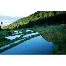 他の写真2: 水尾 Traditional Classic 無濾過原酒 火入れ 1800ml