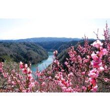 他の写真1: 月ヶ瀬の梅原酒  無濾過  1800ml