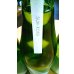 画像2: 美寿々 SUN-ROKU (火入れ)　720ml (2)