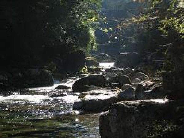 画像5: 【プレミアム芋焼酎】無何有(むかう) 長期熟成焼酎 桐箱入り 1800ml (5)