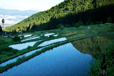 画像2: 【1/20(火)〜】水尾 金紋錦 特別純米酒  無濾過・生 1800ml