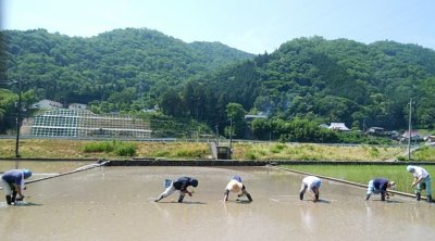 画像2: 大典白菊 造酒錦(みきにしき) 純米酒 生酒  1800ml