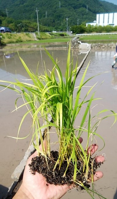 画像1: 大典白菊 造酒錦(みきにしき) 純米酒 生酒  1800ml