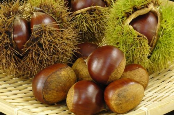 画像4: 栗焼酎 栗極(くりきわみ)  720ml【限定品】 (4)