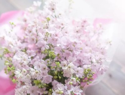 画像2: 賀儀屋 純米さくらひめ ＜美しラベル＞　720ml