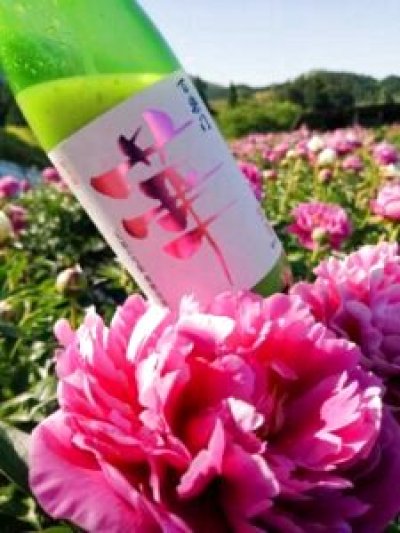 画像1: 百楽門＜華＞ 純米吟醸(生)　720ml　※芍薬華酵母仕込み